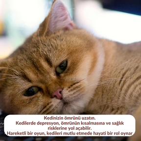 Kedi Kovalama Yılanı