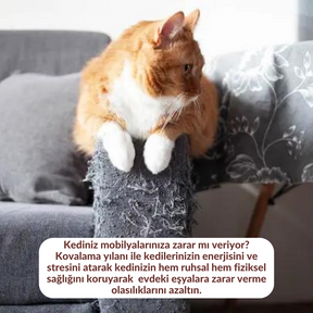 Kedi Kovalama Yılanı